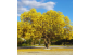 Ipê Amarelo do Cerrado no paisagismo