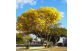 Ipê Amarelo do Cerrado no paisagismo rural
