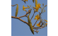 Vagem e flores de Ipê Amarelo do Cerrado