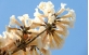 Flores de ipê branco