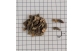 Sementes de Jacarandá Bico de Pato em Papel Quadriculado de 1cm