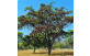 Arvore adulta de Jacarandá da Bahia