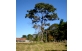 Arvore de Jacarandá Paulista