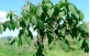 Sementes de Louro tabaco (Cordia trichoclada DC.)