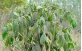 Sementes de Louro tabaco (Cordia trichoclada DC.)