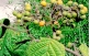 Sementes de Louro tabaco (Cordia trichoclada DC.)