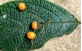 Sementes de Louro tabaco (Cordia trichoclada DC.)