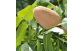 Fruto do Mogno Nacional
