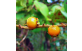 Frutos de murici do cerrado