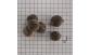 Sementes de Noz da India em papel quadriculado 1cm.