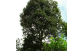 Arvore de Olho de cabra