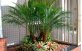 Palmeira Fenix Anã em paisagismo de jardim