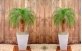 Palmeira Fenix Anã em paisagismo indoor