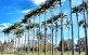 Sementes de Palmeira Real  (Roystonea regia)