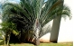 Palmeira triangular no jardim.
