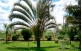Palmeira Triangular no paisagismo urbano.