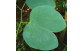 Folhas peculiares de Pata de vaca flor roxa 