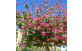 Pata de vaca flor roxa no paisagismo em calçadas