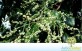 Sementes de Pau D’Alho (Gallesia integrifolia)