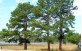 Arvores de Pinus taeda.