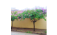 Resedá Gigante no paisagismo urbano