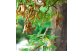 Frutos do Tamarindo em desenvolvimento