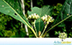 Sementes de Tamanqueiro (Aegiphila sellowiana)