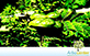 Sementes de Vinhático de Espinho (Chloroleucon tortum (Mart.) Pittier exBarneby e J.W. Grimes)