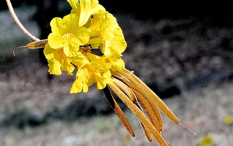 Sementes de Ipê Amarelo Cascudo (Tabebuia chrysotricha (Mart. Ex A. DC.)  Standl.) | Sementes Arbocenter
