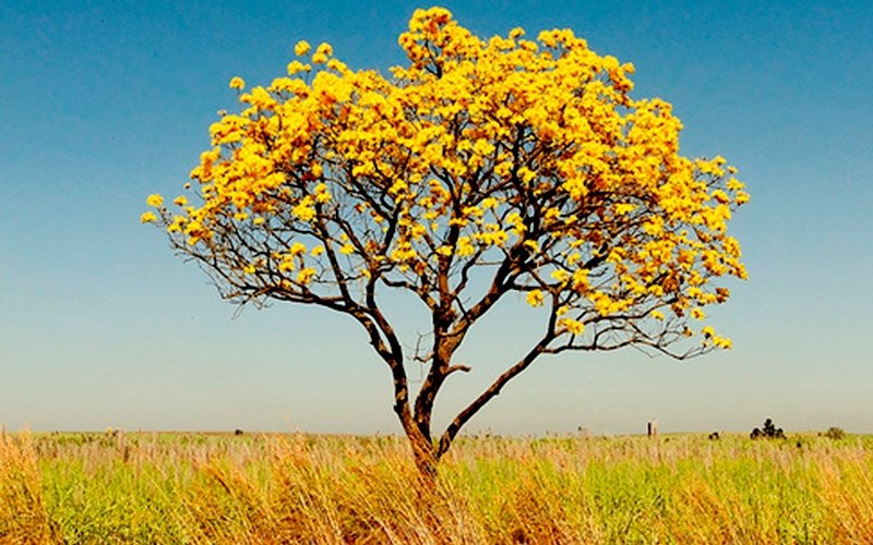 Sementes de Ipê Amarelo Cascudo (Tabebuia chrysotricha (Mart. Ex A. DC.)  Standl.) | Sementes Arbocenter