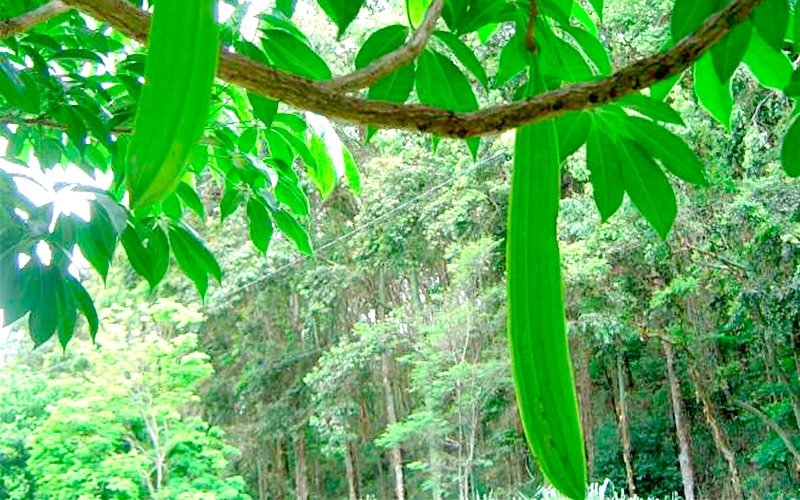 Sementes de Ipê Caroba de Flor Verde (Cybistax antisyphilitica (Mart.)  Mart.) | Sementes Arbocenter