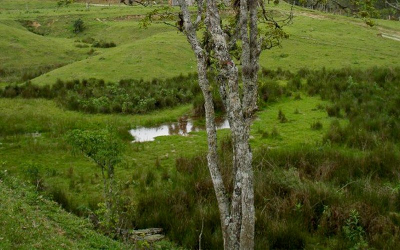 Sementes de Ipê Caroba de Flor Verde (Cybistax antisyphilitica (Mart.)  Mart.) | Sementes Arbocenter